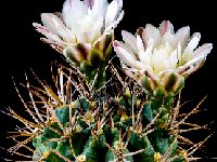 Gymnocalycium stuckertii-JJH14090202.jpg